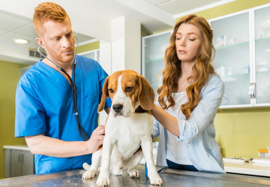 The Importance Of Taking Your Pet To The Vet Eaton